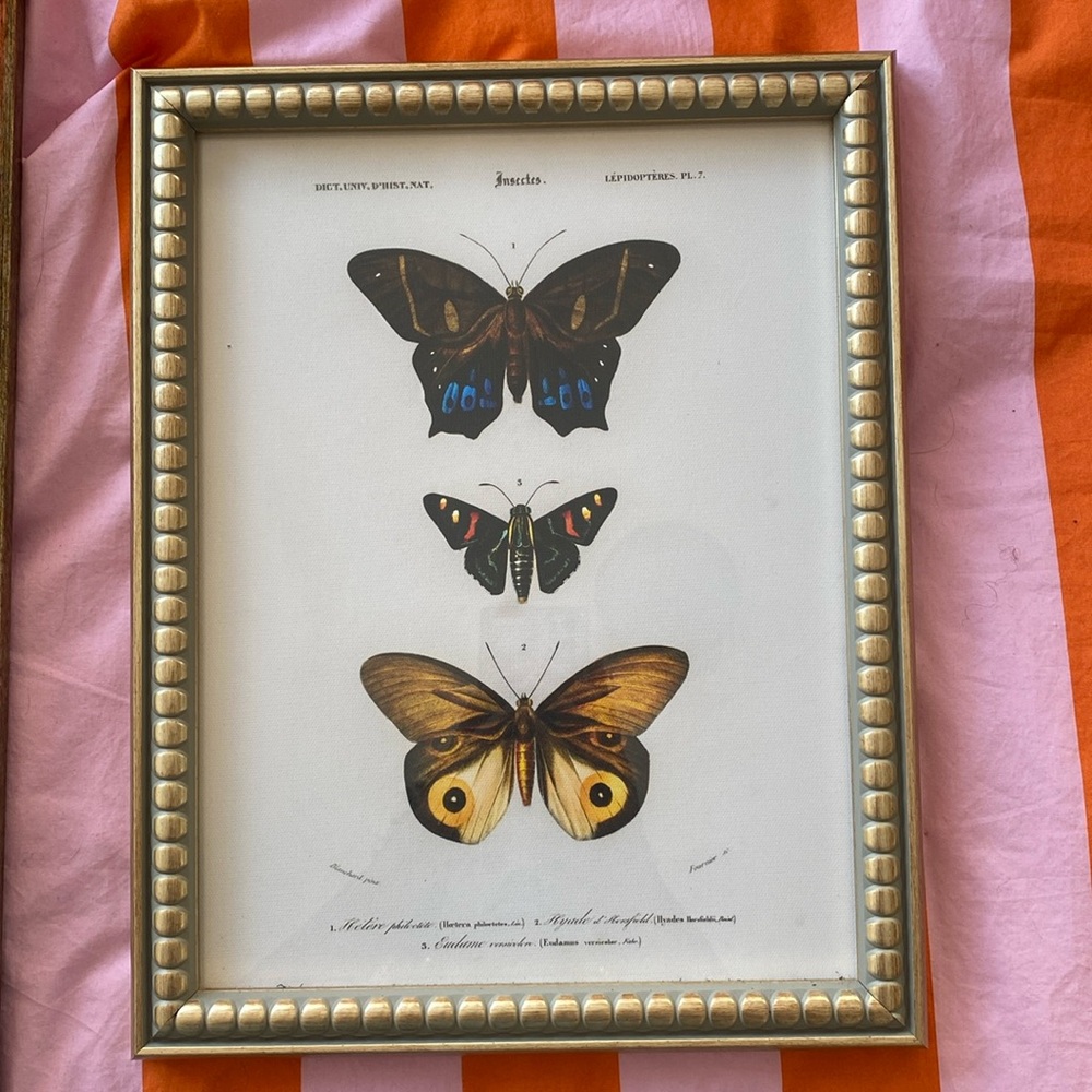 Gold-Framed Butterfly (Insect) Wall Decor